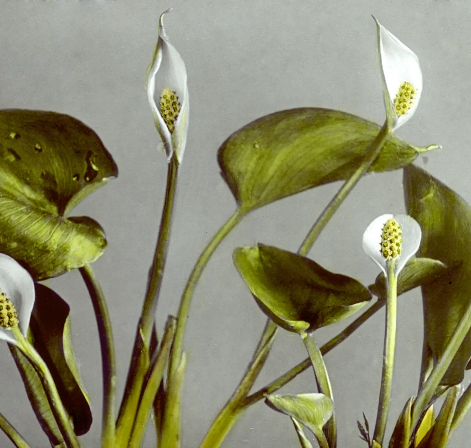花の画像